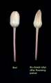 Drimia pancration (Sea squill) - CLICK TO ENLARGE PHOTO