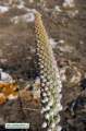 Drimia pancration (Sea squill) - CLICK TO ENLARGE PHOTO