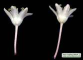 Drimia pancration (Sea squill) - CLICK TO ENLARGE PHOTO