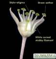 Drimia pancration (Sea squill) - CLICK TO ENLARGE PHOTO