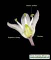 Drimia pancration (Sea squill) - CLICK TO ENLARGE PHOTO