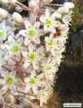 Drimia pancration (Sea squill) - CLICK TO ENLARGE PHOTO