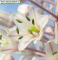 Drimia pancration (Sea squill) - CLICK TO ENLARGE PHOTO