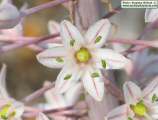 Drimia pancration (Sea squill) - CLICK TO ENLARGE PHOTO