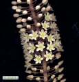 Drimia pancration (Sea squill) - CLICK TO ENLARGE PHOTO