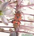 Drimia pancration (Sea squill) - CLICK TO ENLARGE PHOTO