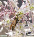 Drimia pancration (Sea squill) - CLICK TO ENLARGE PHOTO