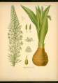 Drimia pancration (Sea squill) - CLICK TO ENLARGE PHOTO
