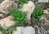 Drimia pancration (Sea squill) - CLICK TO ENLARGE PHOTO