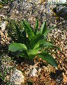 Drimia pancration (Sea squill) - CLICK TO ENLARGE PHOTO