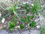 Drimia pancration (Sea squill) - CLICK TO ENLARGE PHOTO