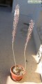Drimia pancration (Sea squill) - CLICK TO ENLARGE PHOTO