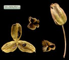 Drimia pancration (Sea squill) - CLICK TO ENLARGE PHOTO