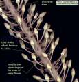 Drimia pancration (Sea squill) - CLICK TO ENLARGE PHOTO
