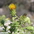 Chiliadenus bocconei (Maltese fleabane) - CLICK TO ENLARGE PHOTO