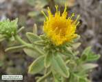 Chiliadenus bocconei (Maltese fleabane) - CLICK TO ENLARGE PHOTO
