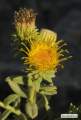 Chiliadenus bocconei (Maltese fleabane) - CLICK TO ENLARGE PHOTO