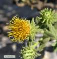 Chiliadenus bocconei (Maltese fleabane) - CLICK TO ENLARGE PHOTO