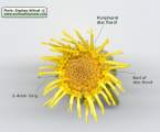 Chiliadenus bocconei (Maltese fleabane) - CLICK TO ENLARGE PHOTO