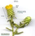 Chiliadenus bocconei (Maltese fleabane) - CLICK TO ENLARGE PHOTO