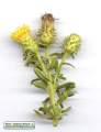 Chiliadenus bocconei (Maltese fleabane) - CLICK TO ENLARGE PHOTO