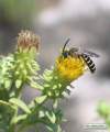 Chiliadenus bocconei (Maltese fleabane) - CLICK TO ENLARGE PHOTO