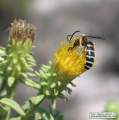 Chiliadenus bocconei (Maltese fleabane) - CLICK TO ENLARGE PHOTO