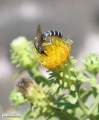 Chiliadenus bocconei (Maltese fleabane) - CLICK TO ENLARGE PHOTO