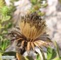 Chiliadenus bocconei (Maltese fleabane) - CLICK TO ENLARGE PHOTO