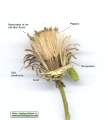 Chiliadenus bocconei (Maltese fleabane) - CLICK TO ENLARGE PHOTO