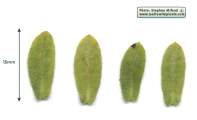 Chiliadenus bocconei (Maltese fleabane) - CLICK TO ENLARGE PHOTO