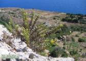Chiliadenus bocconei (Maltese fleabane) - CLICK TO ENLARGE PHOTO