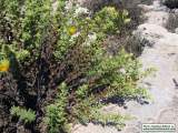 Chiliadenus bocconei (Maltese fleabane) - CLICK TO ENLARGE PHOTO