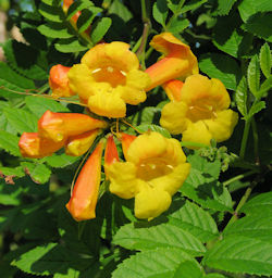 Tecoma smithii (Click to view plant profile)
