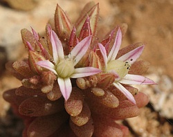 Sedum rubens (Click to view plant profile)