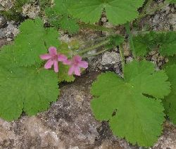 Erodium chium (Click to view plant profile)