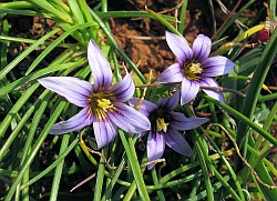 Romulea melitensis (Click to view plant profile)