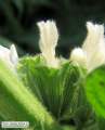 Ballota nigra subsp. ruderalis (Black horehound) - CLICK TO ENLARGE PHOTO