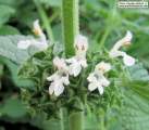 Ballota nigra subsp. ruderalis (Black horehound) - CLICK TO ENLARGE PHOTO