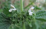 Ballota nigra subsp. ruderalis (Black horehound) - CLICK TO ENLARGE PHOTO