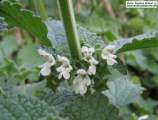 Ballota nigra subsp. ruderalis (Black horehound) - CLICK TO ENLARGE PHOTO