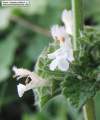 Ballota nigra subsp. ruderalis (Black horehound) - CLICK TO ENLARGE PHOTO