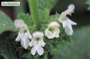 Ballota nigra subsp. ruderalis (Black horehound) - CLICK TO ENLARGE PHOTO