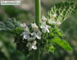 Ballota nigra subsp. ruderalis (Black horehound) - CLICK TO ENLARGE PHOTO