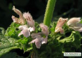 Ballota nigra subsp. ruderalis (Black horehound) - CLICK TO ENLARGE PHOTO