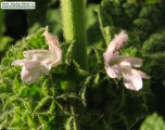 Ballota nigra subsp. ruderalis (Black horehound) - CLICK TO ENLARGE PHOTO