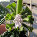 Ballota nigra subsp. ruderalis (Black horehound) - CLICK TO ENLARGE PHOTO