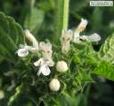 Ballota nigra subsp. ruderalis (Black horehound) - CLICK TO ENLARGE PHOTO