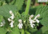 Ballota nigra subsp. ruderalis (Black horehound) - CLICK TO ENLARGE PHOTO