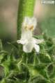 Ballota nigra subsp. ruderalis (Black horehound) - CLICK TO ENLARGE PHOTO